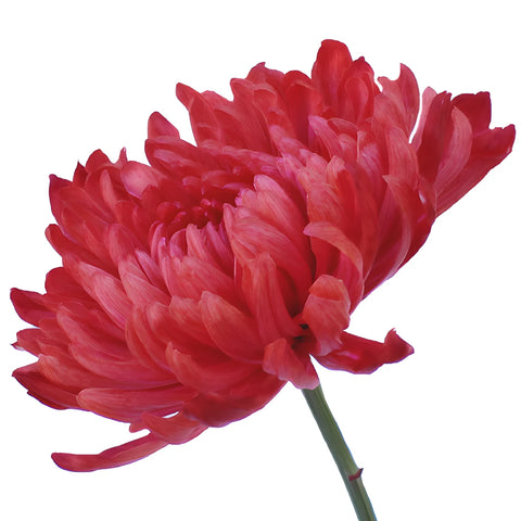 Red Cremon Mum Flowers