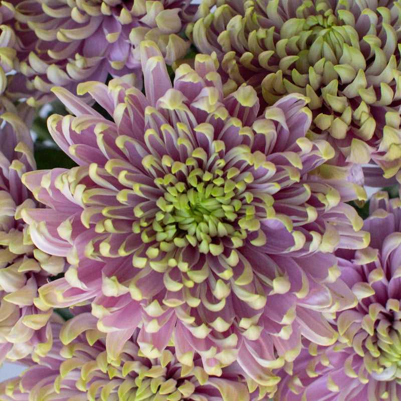 Cremon Rosanno Charlotte Close Up - Image