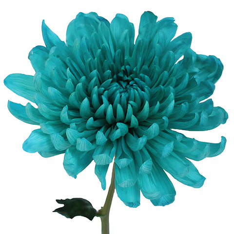 Turquoise Wedding Cremon Mum