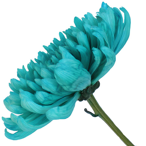 Turquoise Wedding Cremon Mum