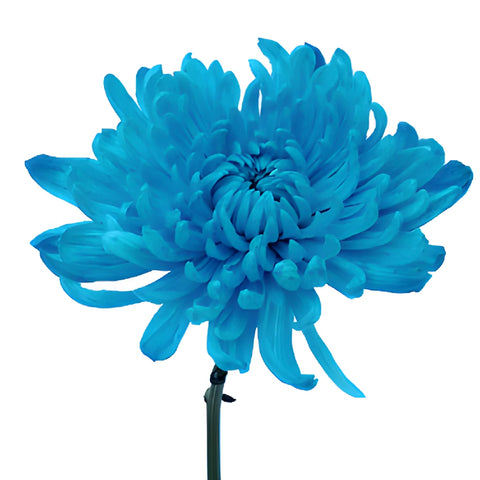 Electric Blue Wedding Cremon Mum