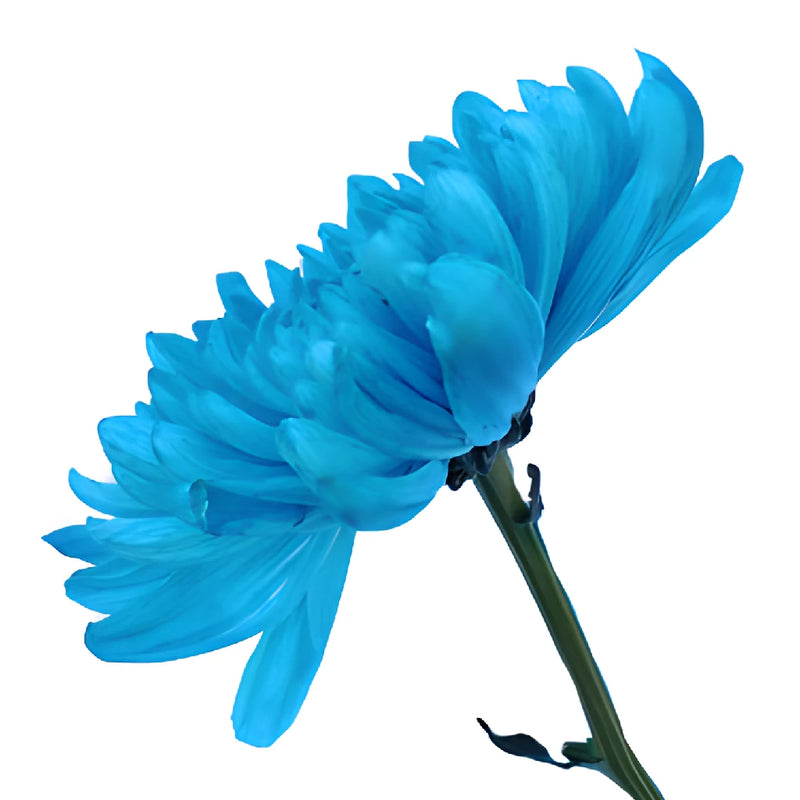 Electric Blue Wedding Cremon Mum
