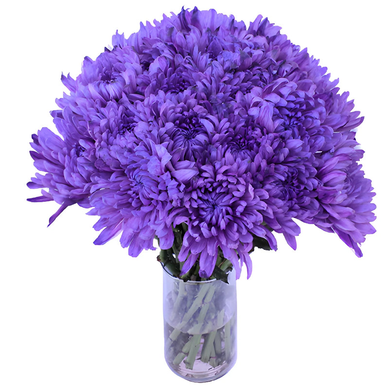 Purple Wedding Cremon Mums