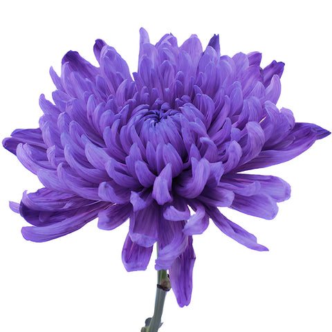 Purple Wedding Cremon Mums