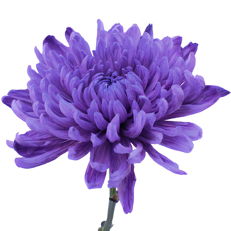 Purple Wedding Cremon Mums