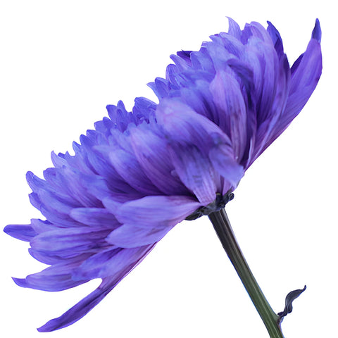 Purple Wedding Cremon Mums