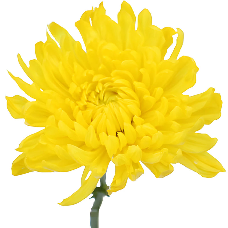 True Yellow Enhanced Cremon Mum Wedding Flower