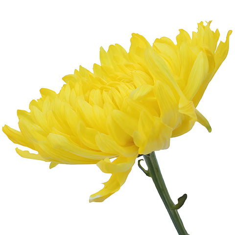 True Yellow Enhanced Cremon Mum Wedding Flower