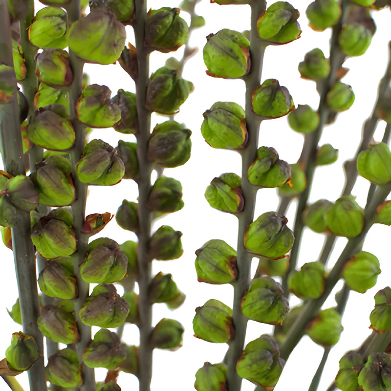Crocosmia Pods