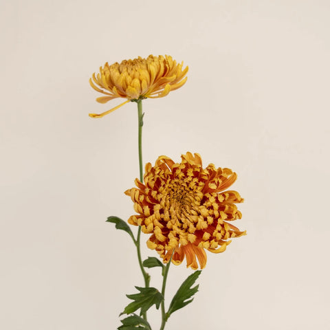 Cruella Cremon Stem - Image