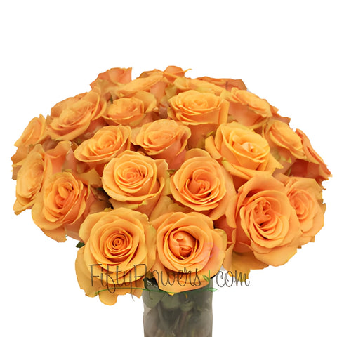 Cumbia Peach Rose