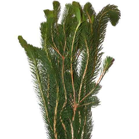 Wedding greenery curly pine filler flowers sold near me