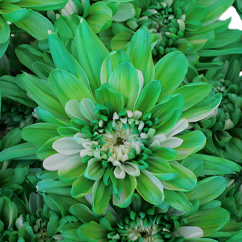Green Cushion Enhanced Bulk Flower