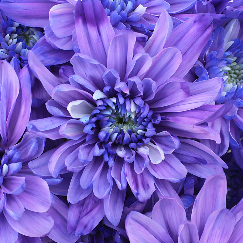 Pastel Purple Enhanced Flower