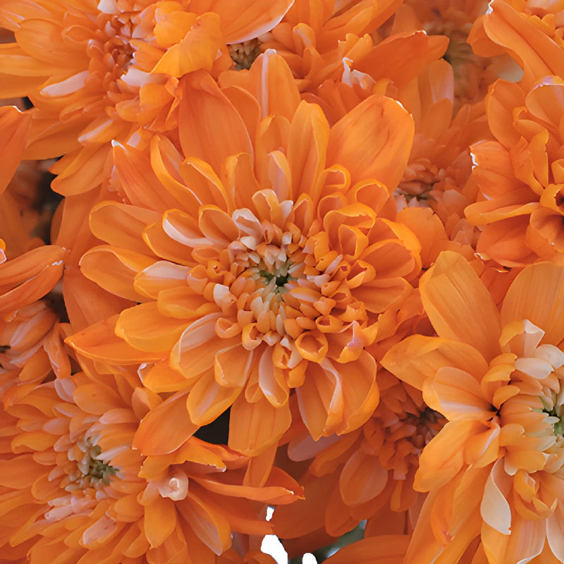 Orange Cushion Bulk Enhanced Flower