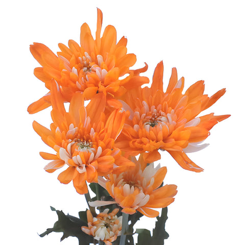 Orange Cushion Bulk Enhanced Flower