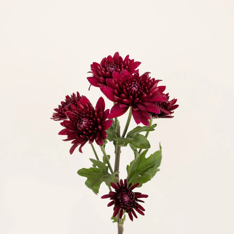 Cushion Paulina Stem - Image