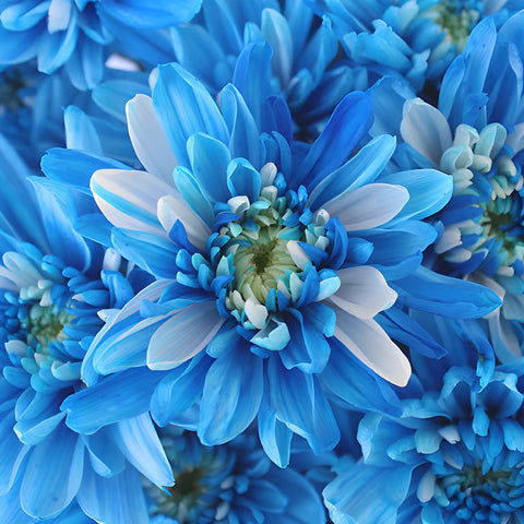 Electric Blue Enhanced Flowers
