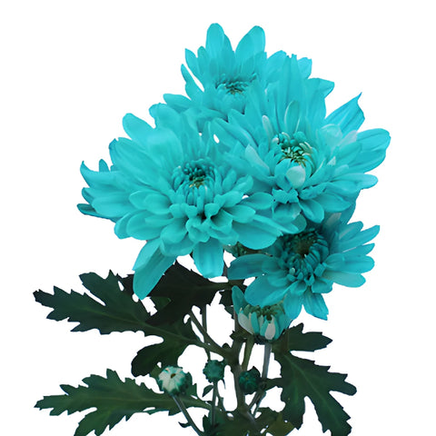 Turquoise Blue Enhanced Flowers