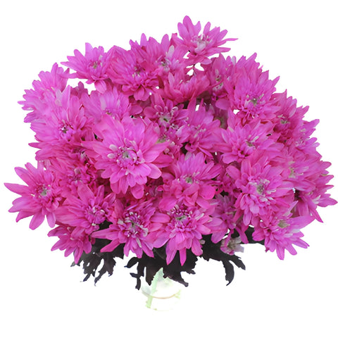 Electric Pink Enhanced Flower