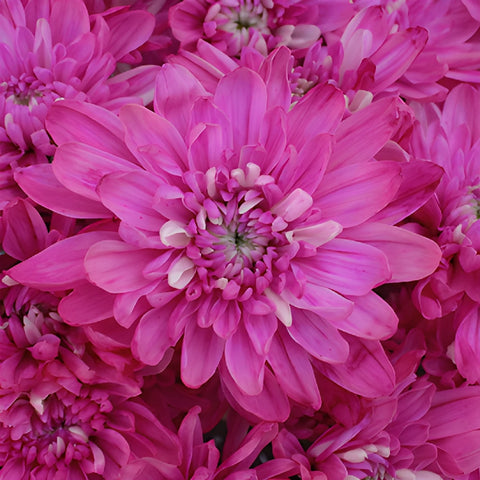 Electric Pink Enhanced Flower