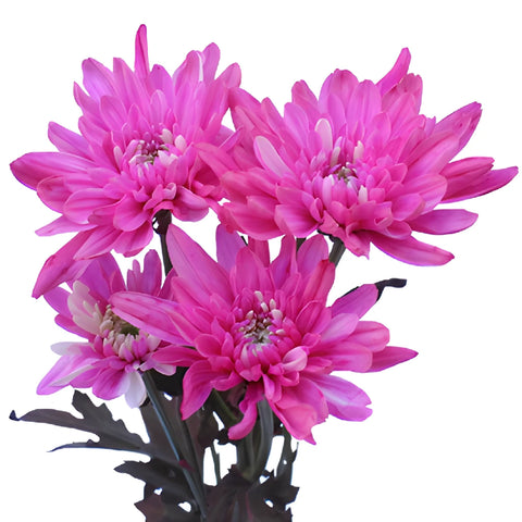Electric Pink Enhanced Flower