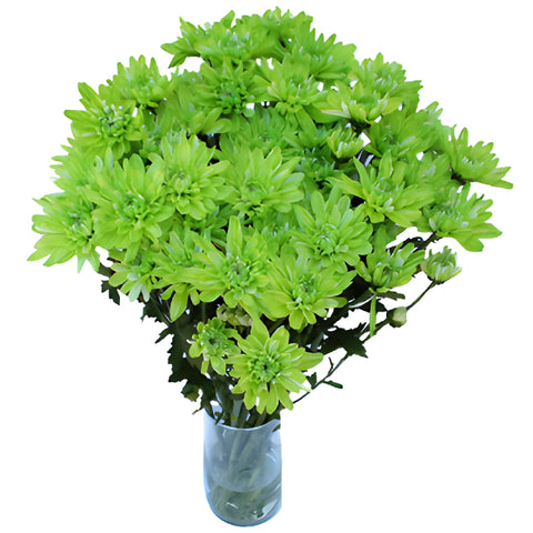 Lime Green Enhanced Flower