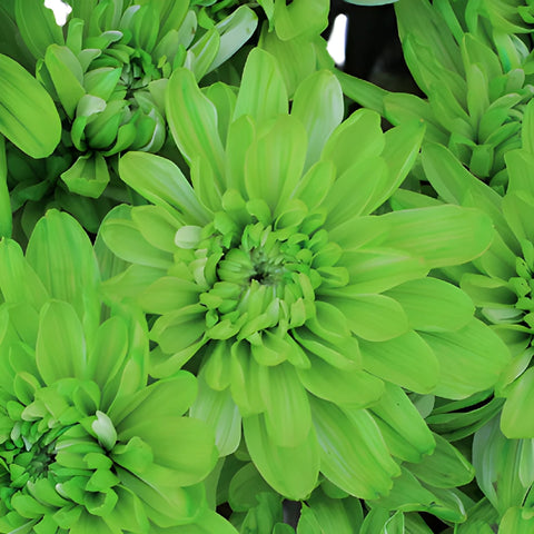 Lime Green Enhanced Flower