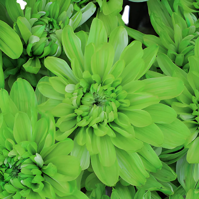 Lime Green Enhanced Flower