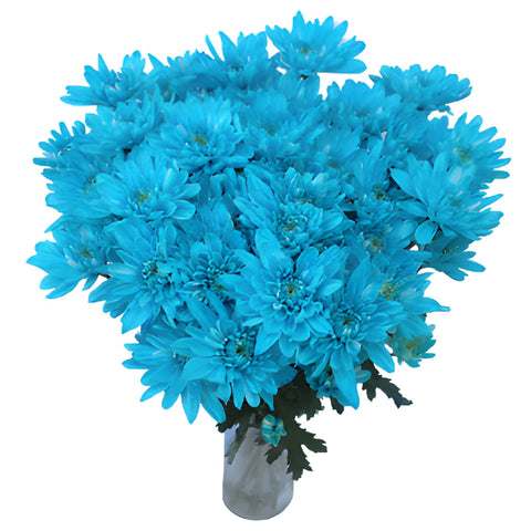 Blue Cushion Bulk Flower Enhanced