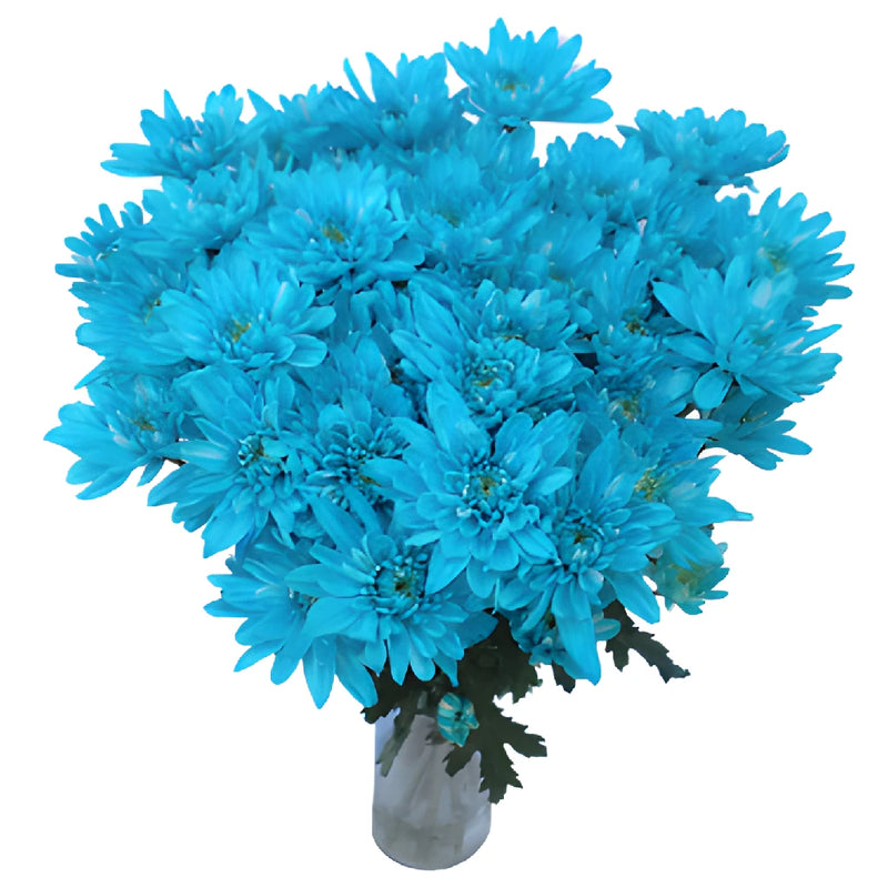 Blue Cushion Bulk Flower Enhanced