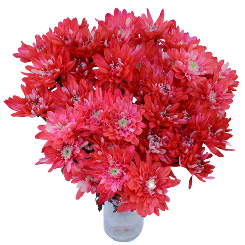 Red Cushion Bulk Enhanced Flower