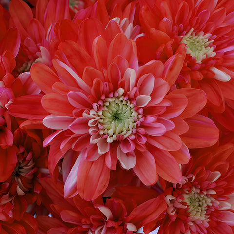 Red Cushion Bulk Enhanced Flower