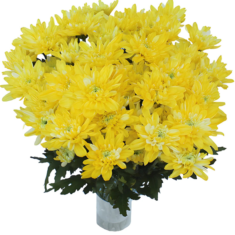 True Yellow Enhanced Flower