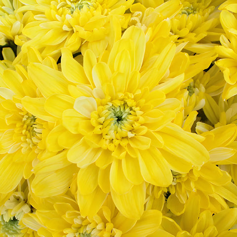 True Yellow Enhanced Flower