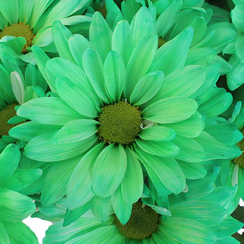 Mint Green Daisy Flower Enhanced
