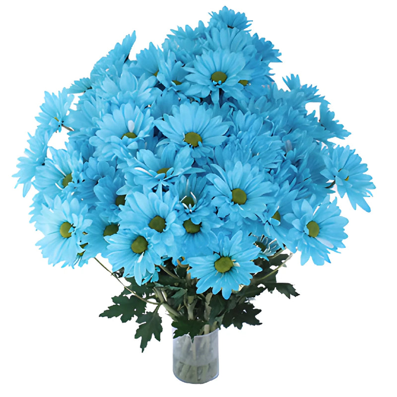 Enhanced Blue Daisy Flower
