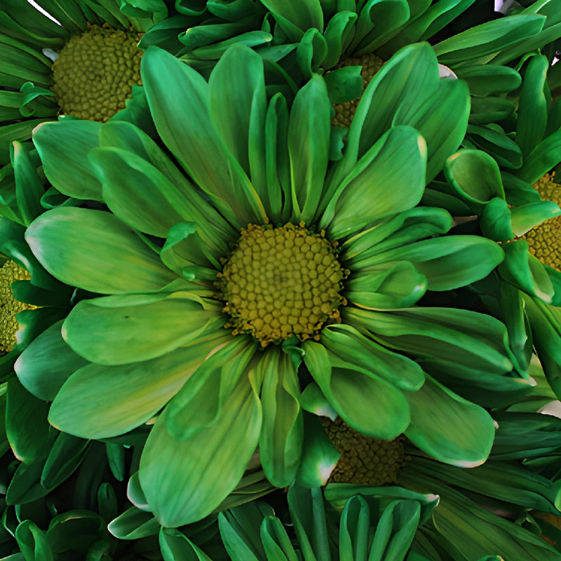 Green Bulk Daisy Flower Enhanced