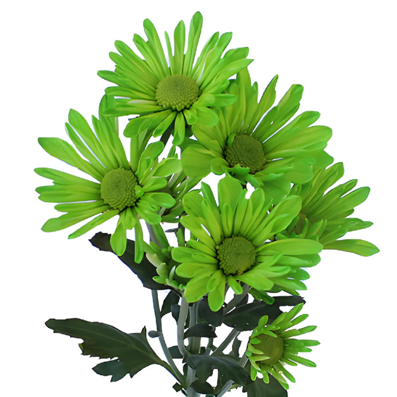 Lime Green Daisy Flower Enhanced
