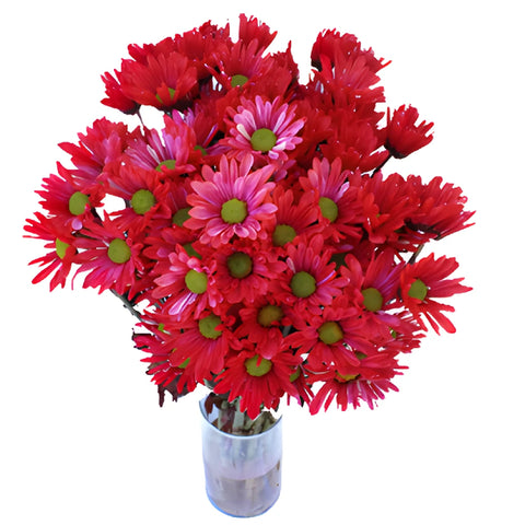 Red Bulk Enhanced Daisy Flower