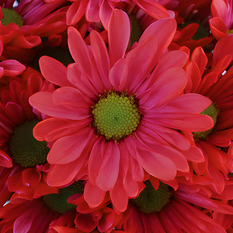 Red Bulk Enhanced Daisy Flower