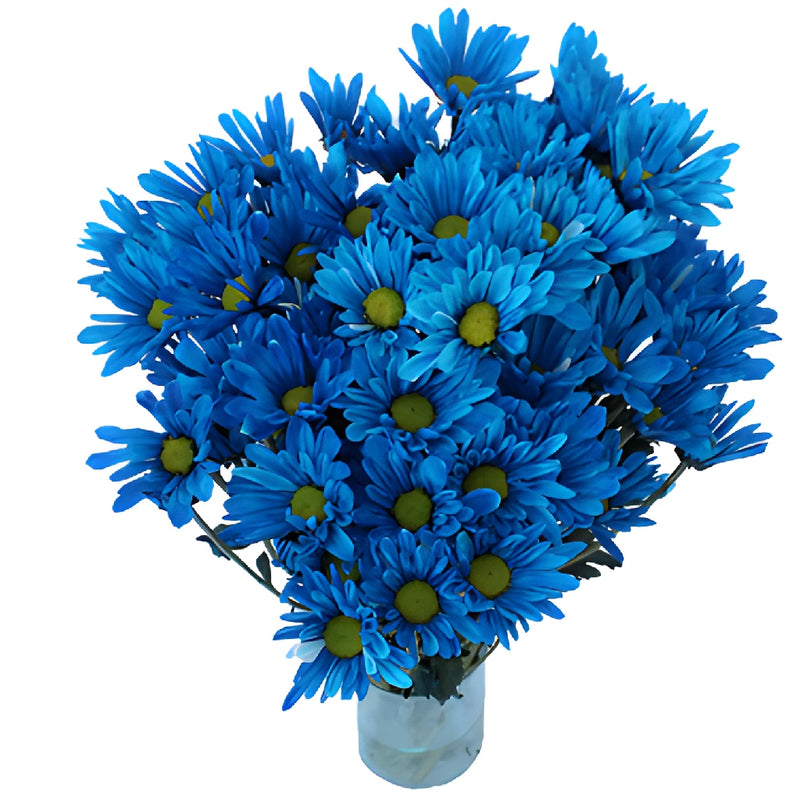 Blue Bulk Daisy Enhanced Flower
