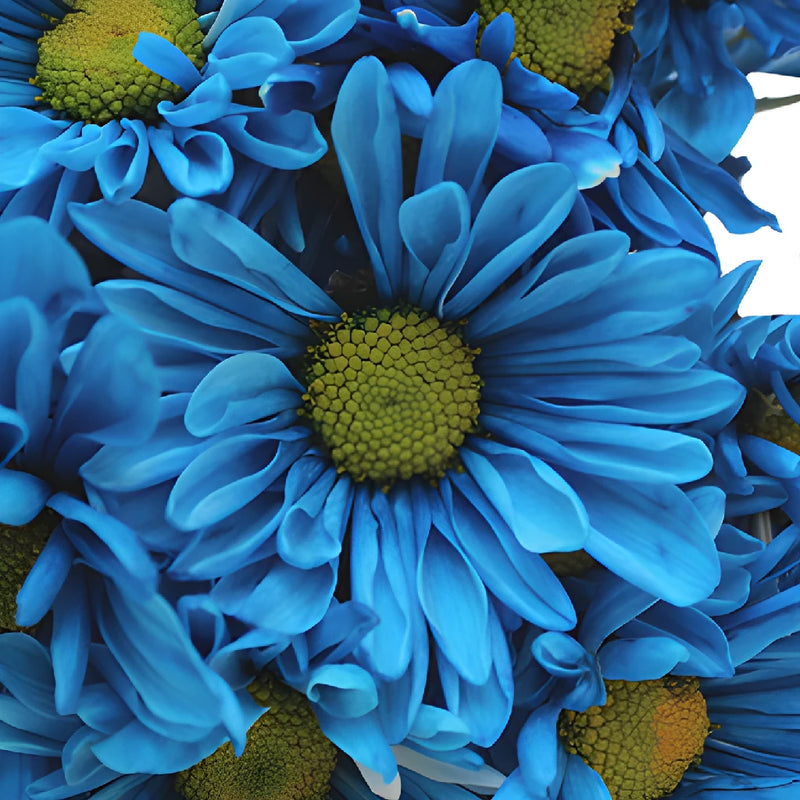 Blue Bulk Daisy Enhanced Flower