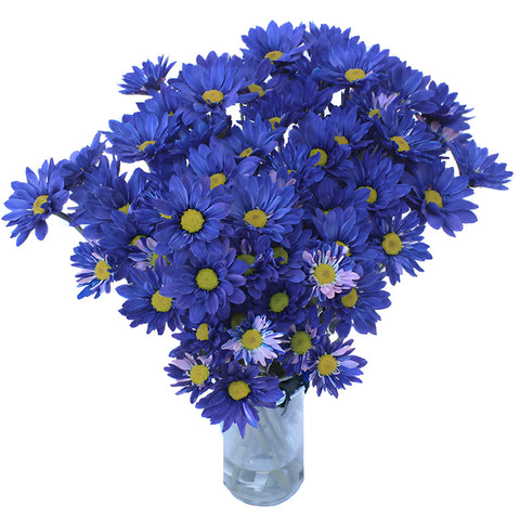 Fresh Cut Blue Daisy Flower Enhanced