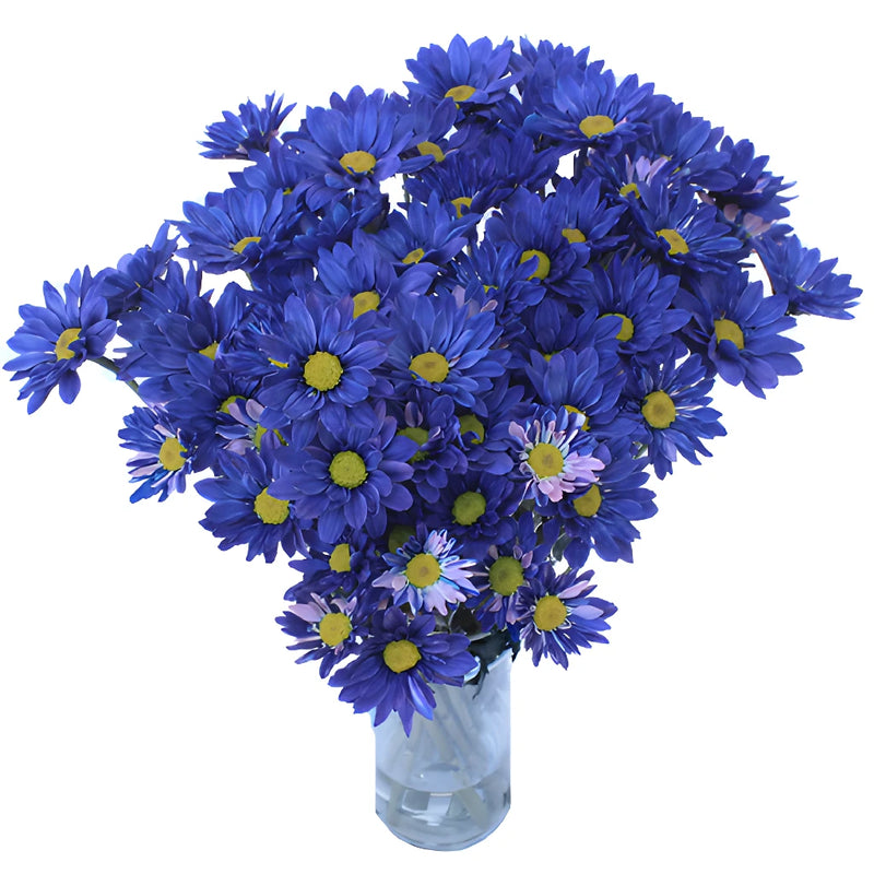 Fresh Cut Blue Daisy Flower Enhanced