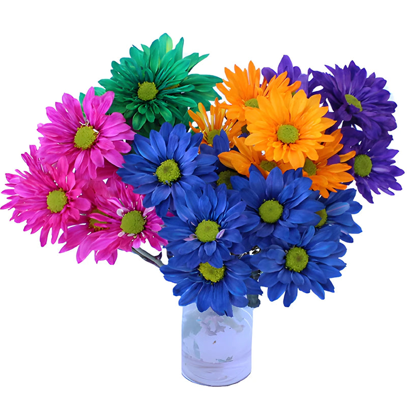 Farm Mix Enhanced Daisy Flower
