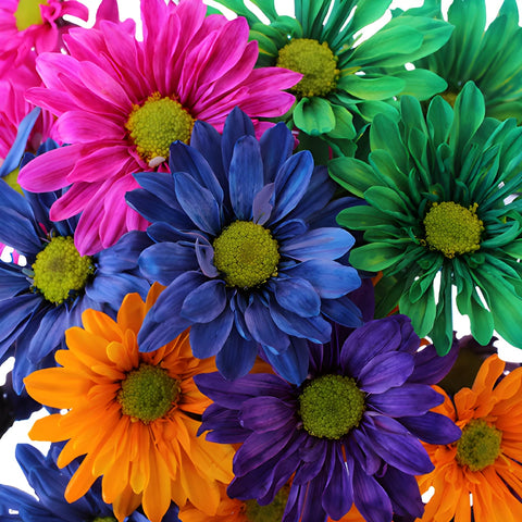 Farm Mix Enhanced Daisy Flower