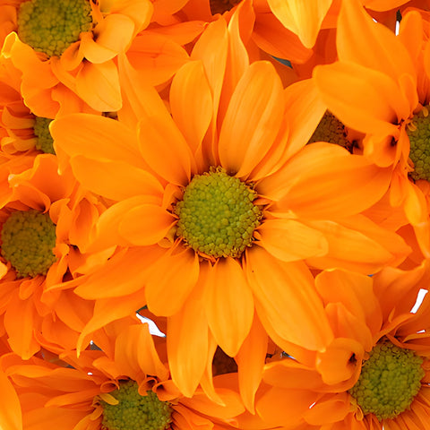 Orange Bulk Daisy Enhanced Flower