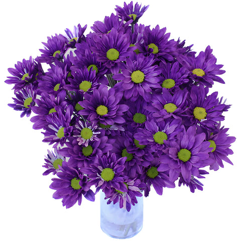 Purple Daisy Flower Enhanced