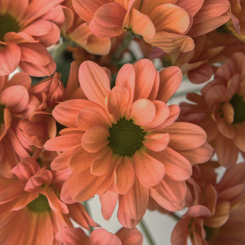 Daisy Tequila Sunrise Close Up - Image